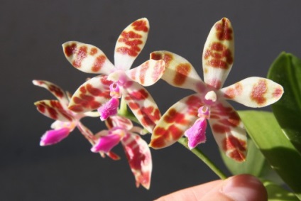 7 alaplapok alapjai érdekel orchideák kezdő (orchideák) 7 tipp, hogy az alapokat a gondozó orchideák egy kezdő