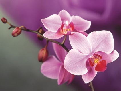 7 alaplapok alapjai érdekel orchideák kezdő (orchideák) 7 tipp, hogy az alapokat a gondozó orchideák egy kezdő