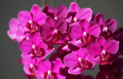 7 alaplapok alapjai érdekel orchideák kezdő (orchideák) 7 tipp, hogy az alapokat a gondozó orchideák egy kezdő