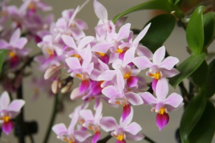7 alaplapok alapjai érdekel orchideák kezdő (orchideák) 7 tipp, hogy az alapokat a gondozó orchideák egy kezdő