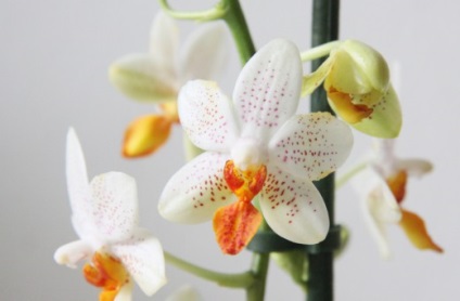 7 alaplapok alapjai érdekel orchideák kezdő (orchideák) 7 tipp, hogy az alapokat a gondozó orchideák egy kezdő
