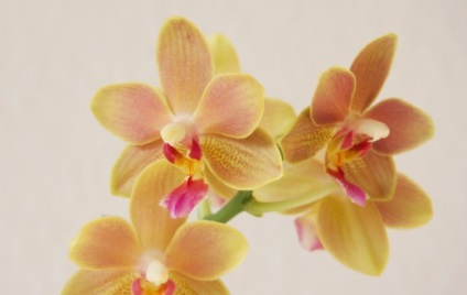 7 alaplapok alapjai érdekel orchideák kezdő (ellátás) 7 tipp, hogy az alapokat a gondozó orchideák egy kezdő