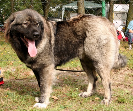 7 Híres kutyafajták Magyarországon tenyésztett
