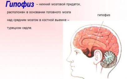 A hipofízis adenoma - tumor tünetek a nők és a kezelés hatását (tumor) A hipofízis adenoma - tumor tünetek a nők és a kezelés hatásainak