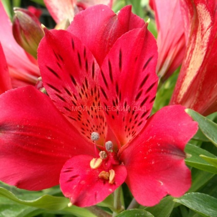 Alstroemeria - ültetés, gondozás, tenyésztés