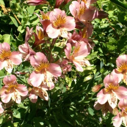 Alstroemeria - ültetés, gondozás, tenyésztés