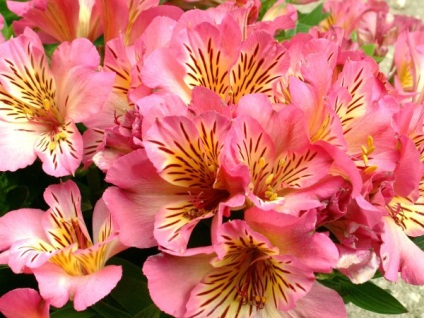 Alstroemeria - ültetés, gondozás, tenyésztés