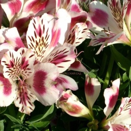 Alstroemeria - ültetés, gondozás, tenyésztés