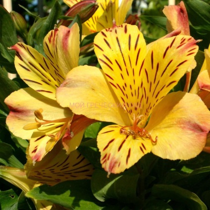 Alstroemeria - ültetés, gondozás, tenyésztés