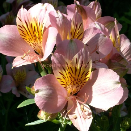 Alstroemeria - ültetés, gondozás, tenyésztés