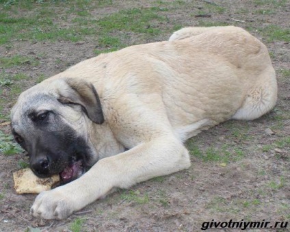 Anatóliai Shepherd (Shepherd) Anatóliai juhászkutya