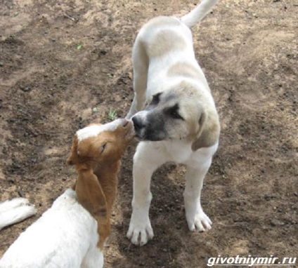 Anatóliai Shepherd (jellemzők) Anatóliai juhászkutya