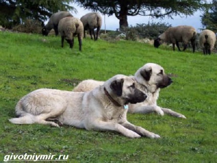 Anatóliai Shepherd (anatóliai Shepherd. Leírás) Anatóliai juhászkutya