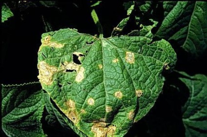 Uborka anthracnose kezelésére és megelőzésére (antraknózisos Uborka kezelés) Uborka anthracnose kezelése és megelőzése