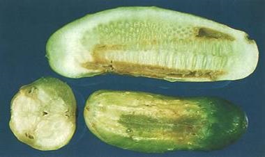 Uborka anthracnose kezelése és megelőzése (kezelés) Uborka anthracnose kezelése és megelőzése