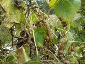 Uborka anthracnose kezelése és megelőzése