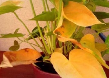 Anthurium, hogyan kell kezelni a betegséget levelek