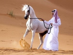 Arab fajta lovak fotók, videók, történelem és leírás