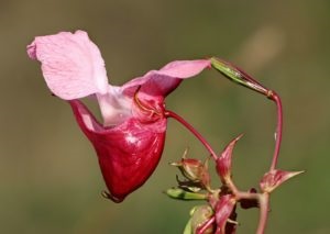 Impatiens termesztése virágmag titkaival tenyésztés az otthoni (a mag) Impatiens termesztése virágmag titkaival tenyésztésre otthon