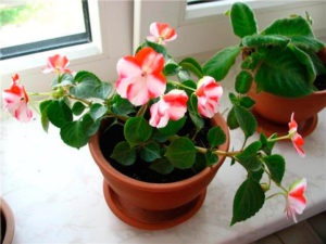 Impatiens termesztése virágmag titkaival tenyésztés az otthoni (növekvő) Impatiens termesztése virágmag titkaival tenyésztésre otthon