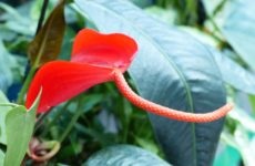 Impatiens termesztése virágmag titkaival tenyésztés az otthoni (a virág) Impatiens termesztése virágmag titkaival tenyésztésre otthon
