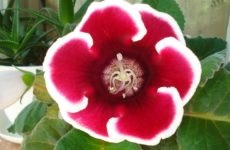 Impatiens termesztése virágmag titkaival tenyésztés az otthoni (Impatiens) Impatiens termesztése virágmag titkaival tenyésztésre otthon