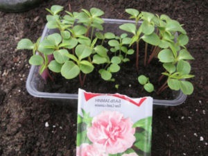 Impatiens termesztése virágmag titkaival tenyésztés az otthoni (a mag) Impatiens termesztése virágmag titkaival tenyésztésre otthon