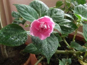 Impatiens termesztése virágmag titkaival tenyésztés az otthoni (Impatiens) Impatiens termesztése virágmag titkaival tenyésztésre otthon