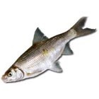 Beluga fotó, előkészítése, előnyei és hátrányai (beluga) Beluga fotó, előkészítése, előnyei és hátrányai