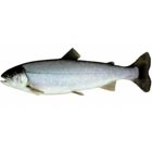 Beluga fotó, főzés, haszon és kár (károk) Beluga fotó, előkészítése, előnyei és hátrányai