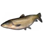 Beluga fotó, főzés, haszon és kár (károk) Beluga fotó, előkészítése, előnyei és hátrányai