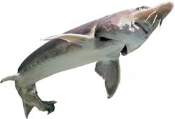 Beluga fotó, előkészítése, előnyei és hátrányai (főzés) Beluga fotó, előkészítése, előnyei és hátrányai