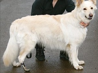 Kóbor kutyák készült egyedi protézis zooportal