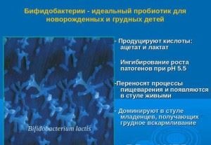 Bifidobaktériumok és laktobacillusok különösen a különbségeket, és az előnyök a szervezet számára