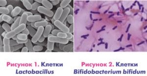 Bifidobaktériumok és laktobacillusok különösen a különbségeket, és az előnyök a szervezet számára
