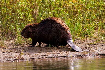 Beaver rendes - szorgalmasak builder