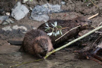 Beaver rendes - szorgalmasak builder