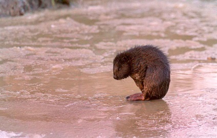 Beaver rendes - szorgalmas Builder (rendes) Beaver rendes - szorgalmasak builder
