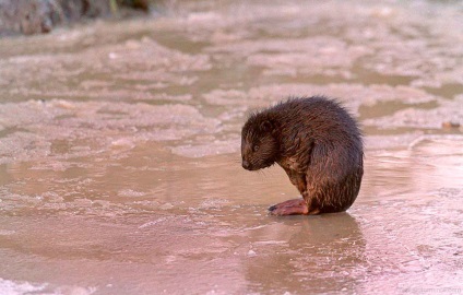 Beaver rendes - szorgalmasak builder