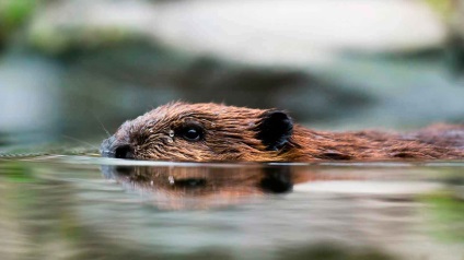 Beaver rendes - szorgalmas Builder (builder) Beaver rendes - szorgalmasak builder