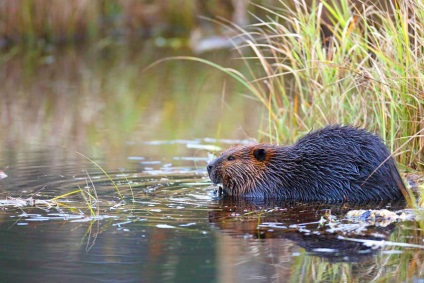 Beaver rendes - szorgalmasak builder