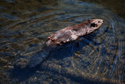 Beaver rendes - szorgalmasak builder