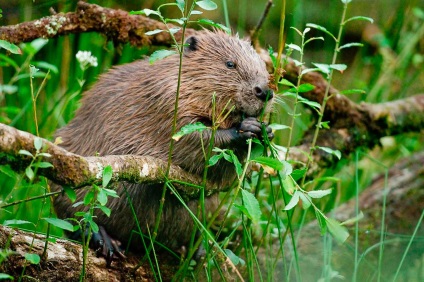 Beaver rendes - szorgalmasak builder