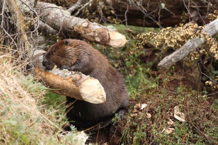 Beaver rendes - szorgalmasak builder