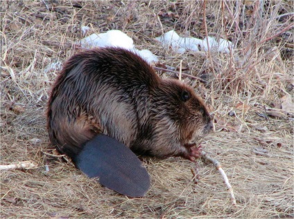 Beaver rendes - szorgalmasak builder