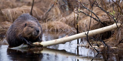 Beaver rendes - szorgalmasak builder