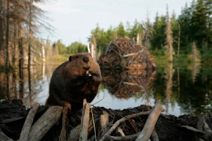 Beaver rendes - szorgalmas Builder (Beaver közönséges) Beaver rendes - szorgalmasak builder