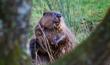 Beaver rendes - szorgalmasak builder