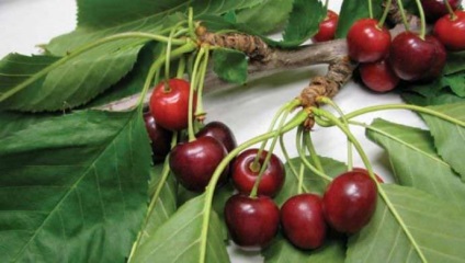 Cherry betegség és a kezelés miért nem termő, szárítás, törés kérget, moniliosis, cseresznye levélfoltosság, fotó,