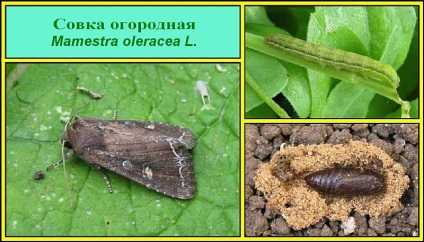 Küzdelem moly paradicsomon kívüli eszközök és készítmények (eszközök) Küzdelem moly paradicsom eszközök és készítmények